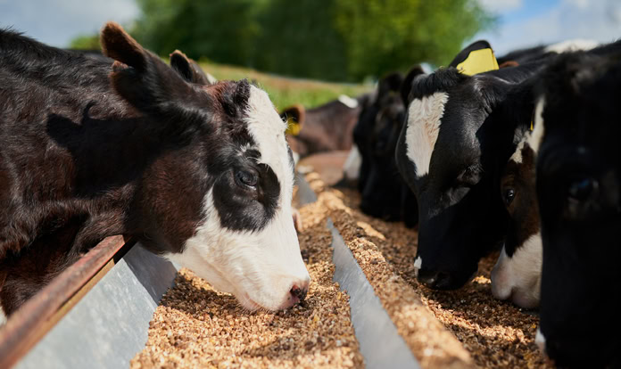 Animal Feed